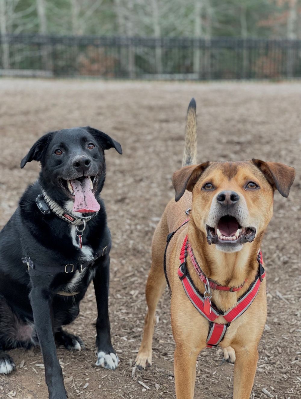 Two dogs belonging to Rinehart Bryant legal assistant Ashley Laganga, at a fenced dog park