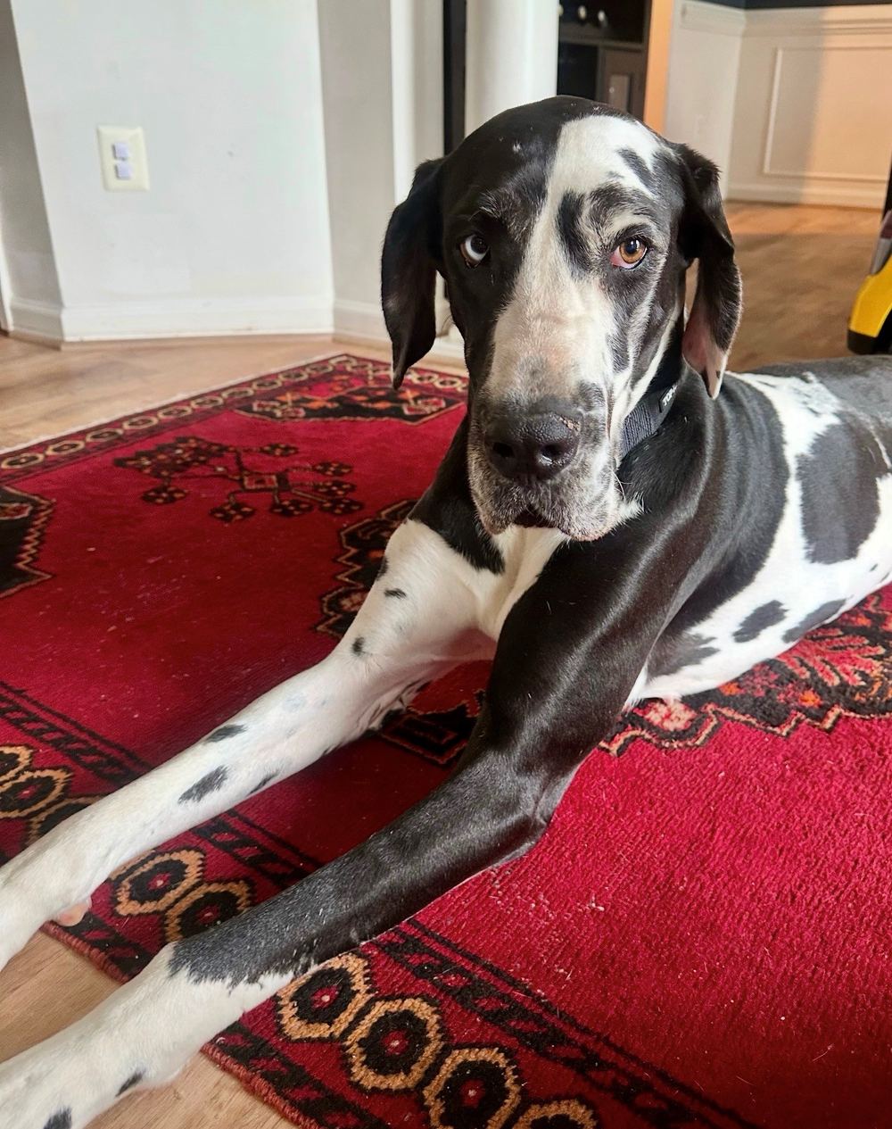 Domino, the Great Dane belonging to Rinehart Bryant attorney Rebecca Medina, stretched out on a rug