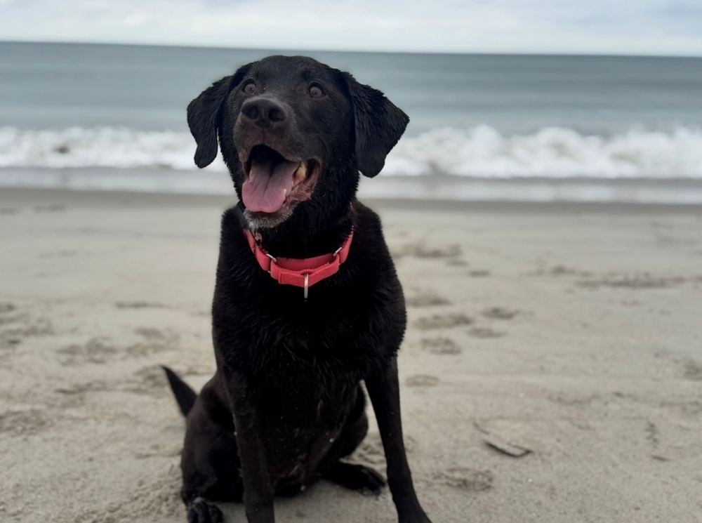 Happy National Dog Day! Meet the Dogs of Rinehart Bryant