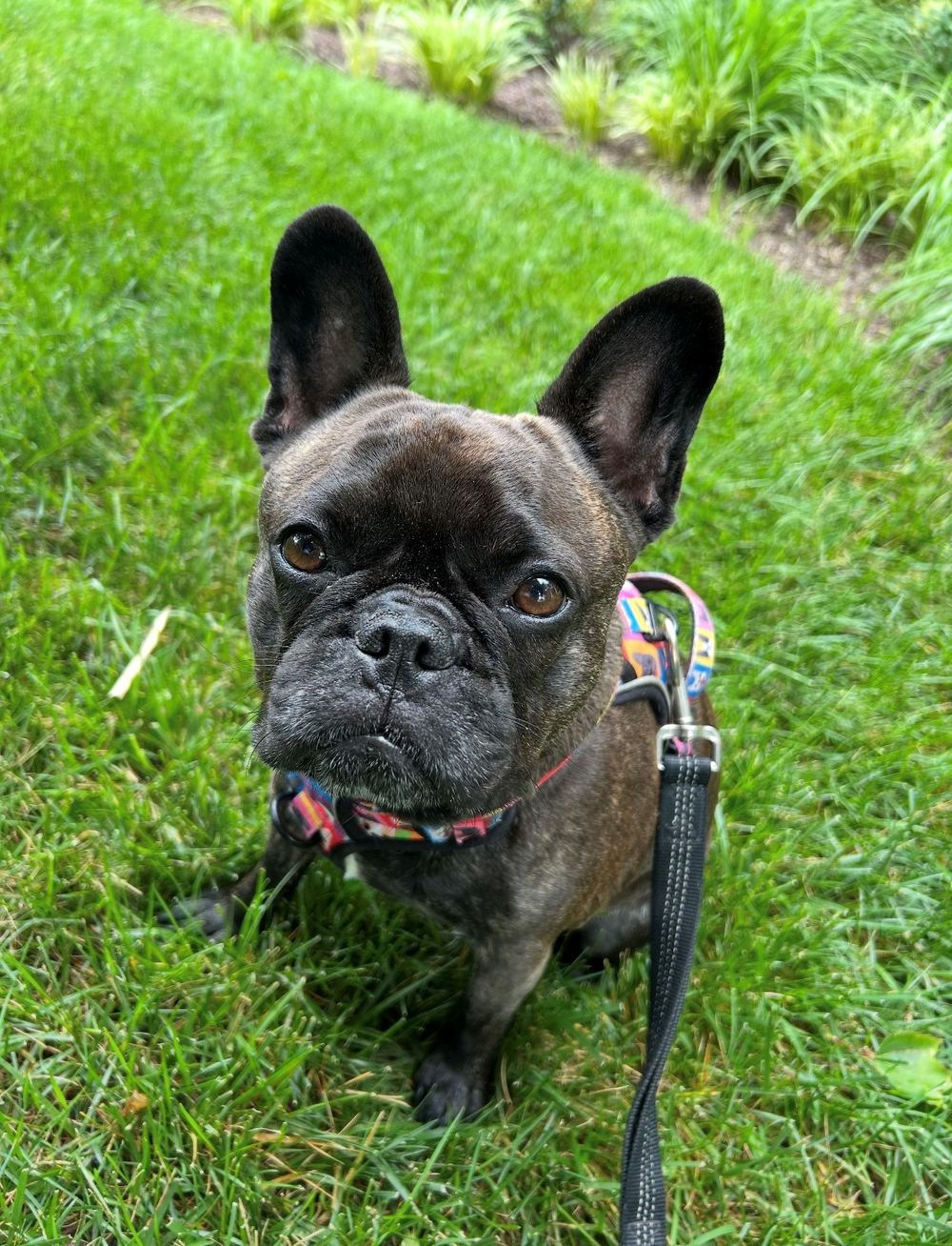 Olive, the French bulldog belonging to Rinehart Bryant family law attorney Libby Baughan, sitting in the grass