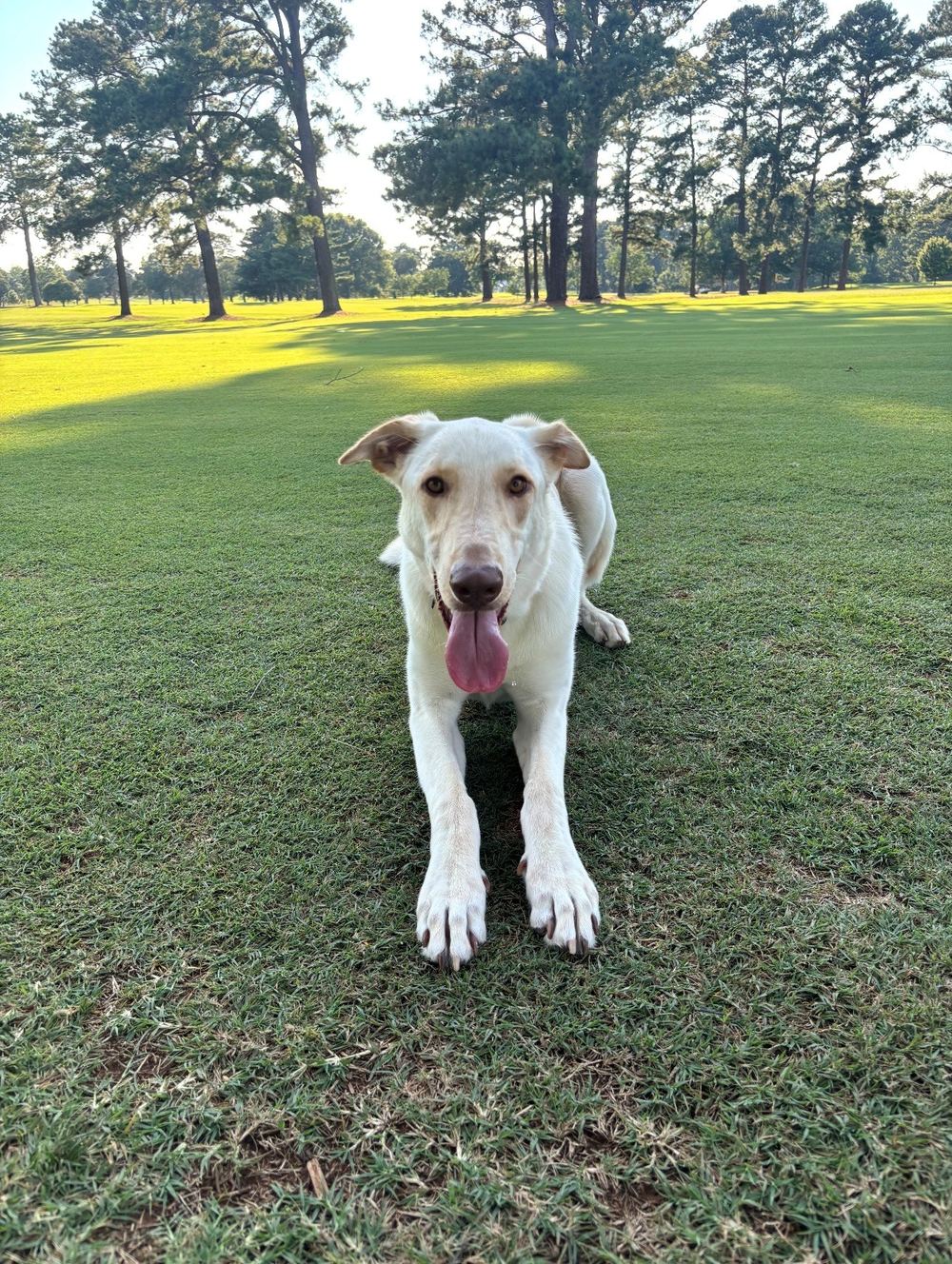 Ollie, the yellow lab belonging to Rinehart Bryant founding attorney John Bryant, lying on the grass