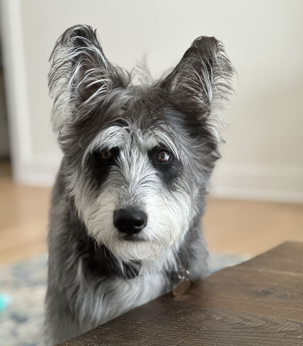 Percy, the terrier belonging to Rinehart Bryant attorney Caitlyn Stubbs, standing beside a table