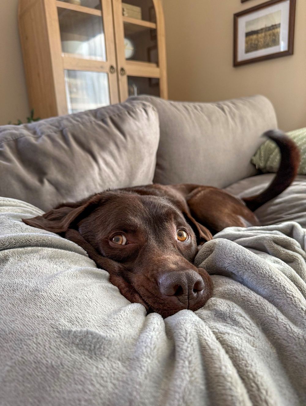 Tate, the chocolate lab belonging to Rinehart Bryant Spotsylvania receptionist Emily Reighard, asleep on a couch